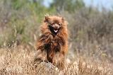 SPITZ ALLEMAND 482